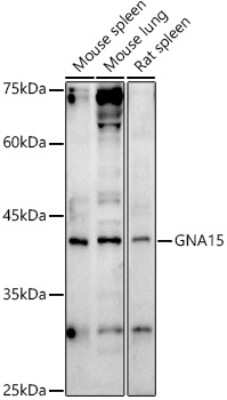 Western Blot: G protein alpha 16 AntibodyAzide and BSA Free [NBP3-03472]